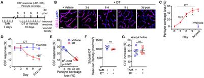 Corrigendum: Acute ablation of cortical pericytes leads to rapid neurovascular uncoupling